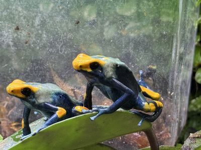 Juvenile Peacock Dart Frogs