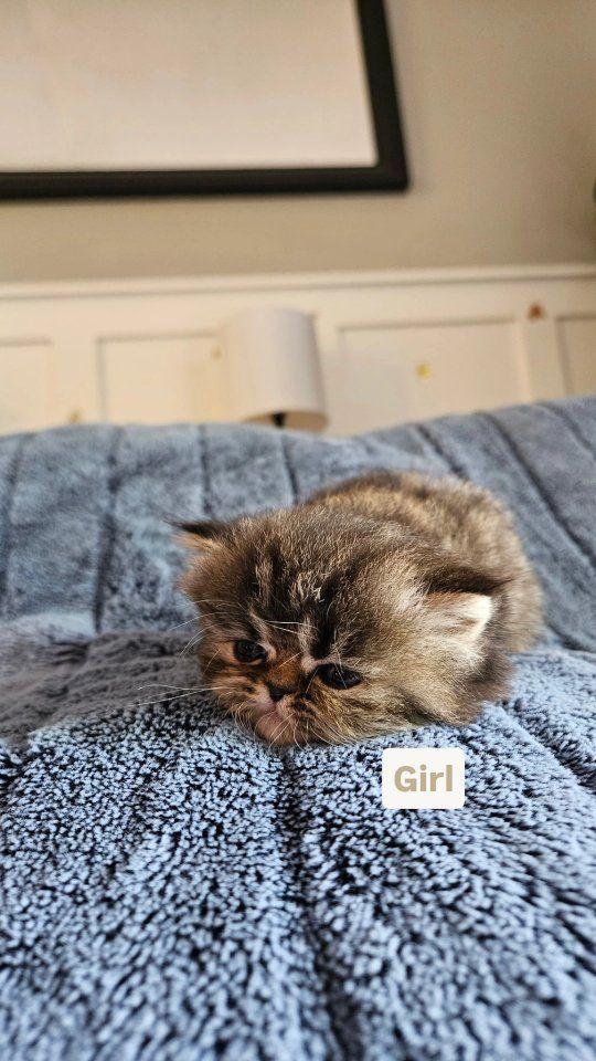 Persian kittens for sale