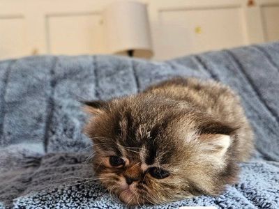 Persian kittens for sale