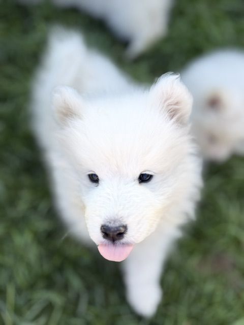 AKC SAMOYED PUPPIES!! (NOT a Husky, Chow, Lab, Doodle, Retriever, Aussie, Shepherd, or Bernese)