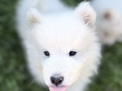 AKC SAMOYED PUPPIES!! (NOT a Husky, Chow, Lab, Doodle, Retriever, Aussie, Shepherd, or Bernese)