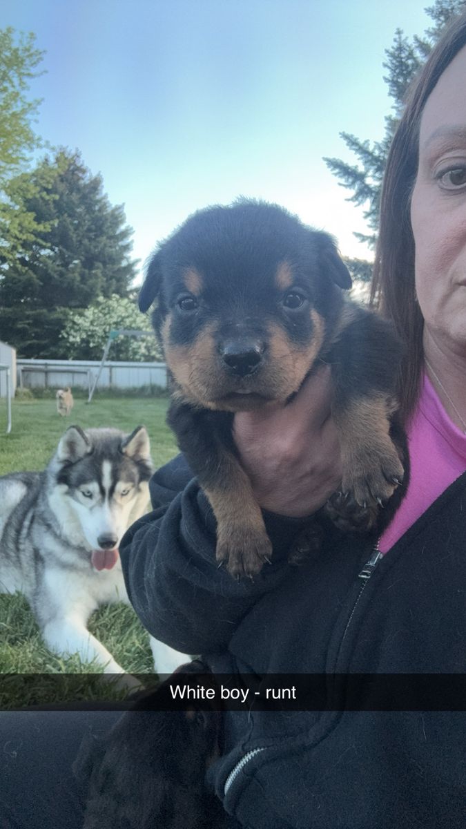 Adorable Rottweiler Puppies - Males & Female Available