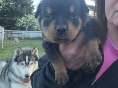 Adorable Rottweiler Puppies - Males & Female Available