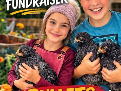 Farm-Raised Pullets Looking for New Homes