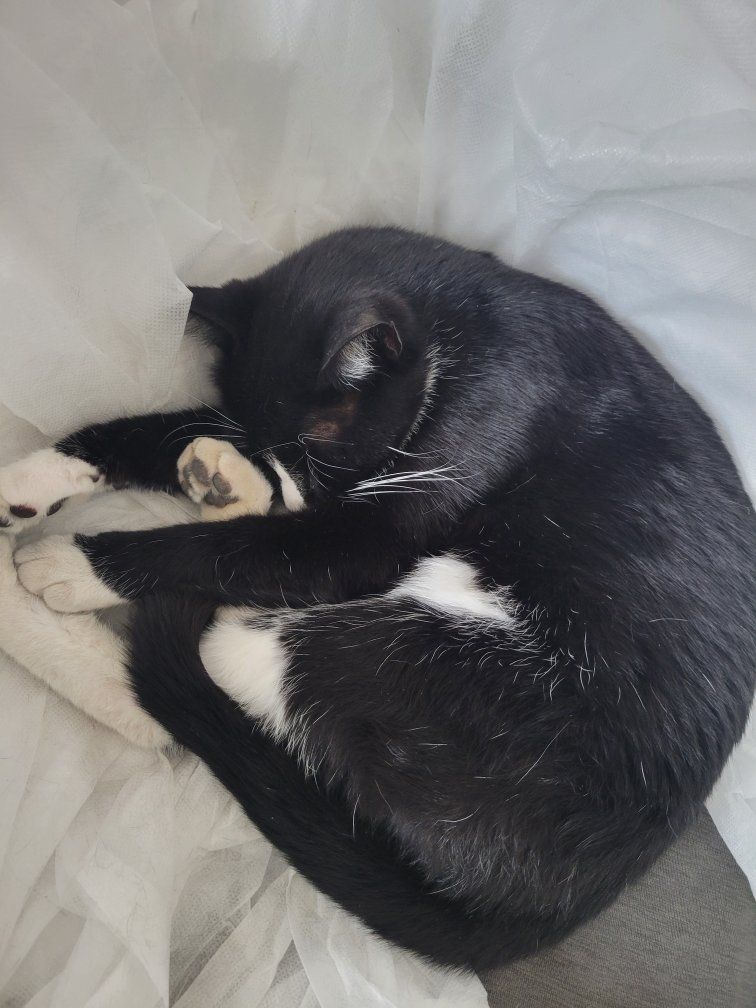cat