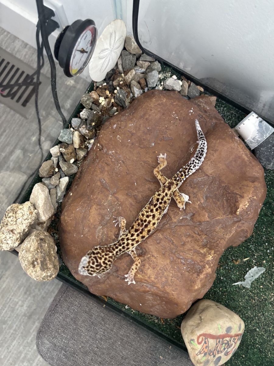 Free Leopard Gecko Lizard