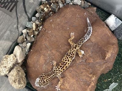 Free Leopard Gecko Lizard