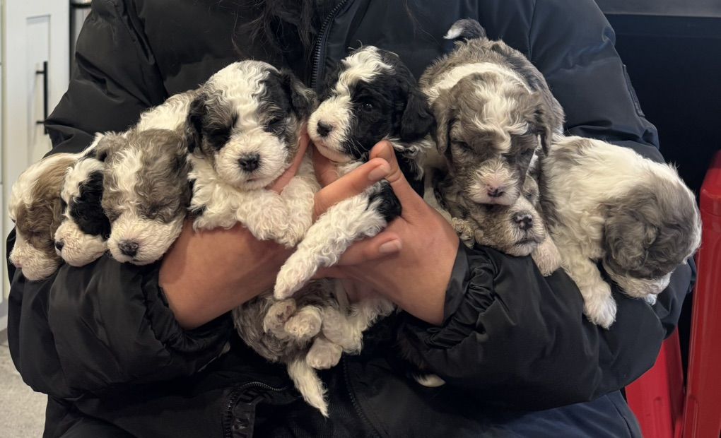 Blue Eye Teddy Bear Bernedoodles