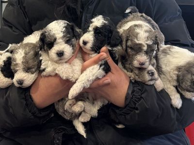 Blue Eye Teddy Bear Bernedoodles