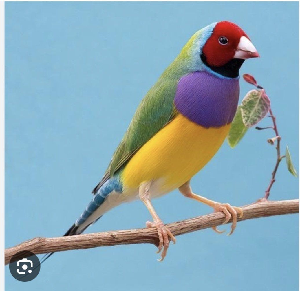 leady gouldian
