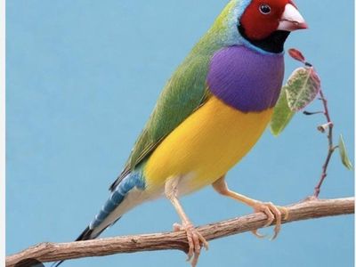 leady gouldian