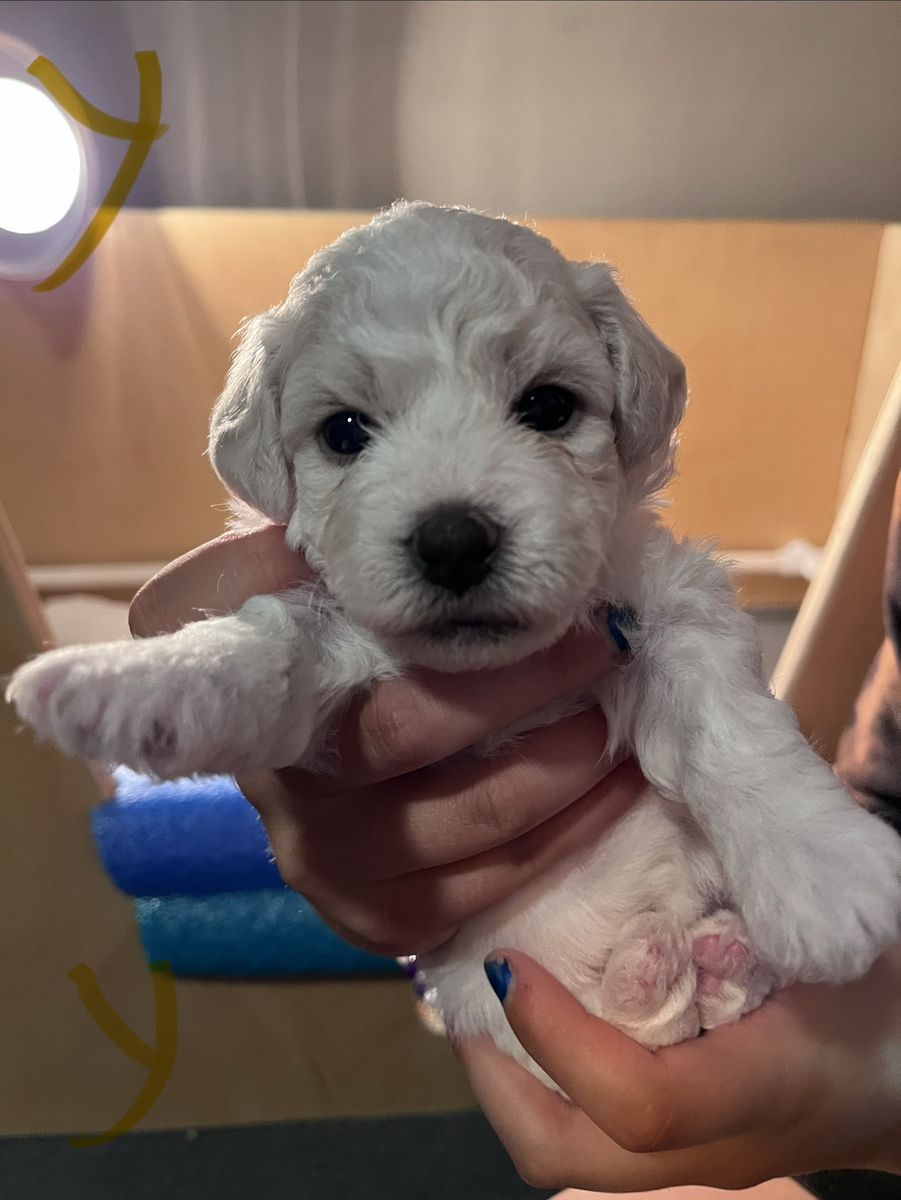 Queen Ann Bichon Frisé (Frise) Puppies - AKC, Champion Blood Lines - Just in Time for Summer