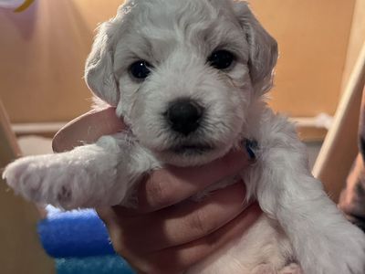 Queen Ann Bichon Frisé (Frise) Puppies - AKC, Champion Blood Lines - Just in Time for Summer