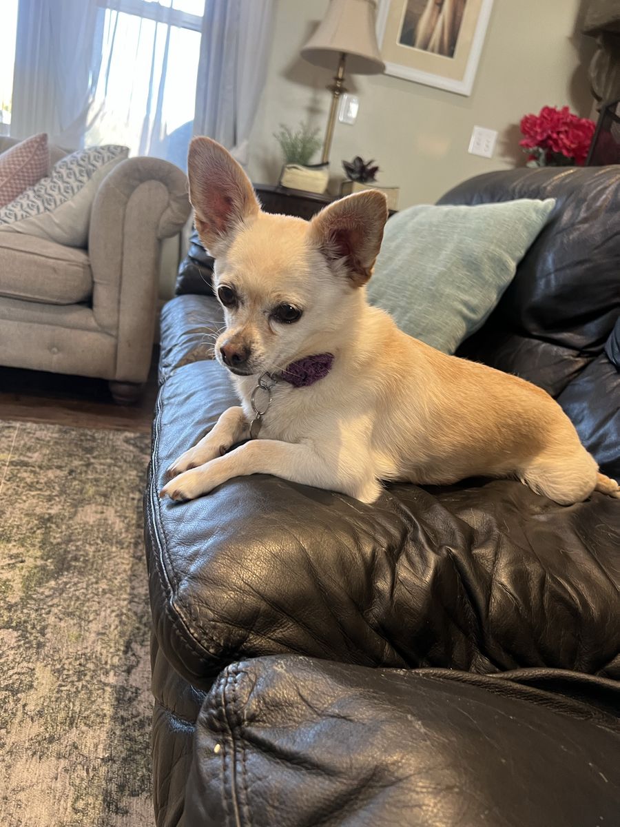 Sweet 7-Year-Old Chihuahua