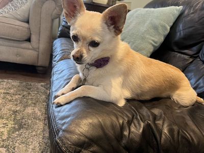 Sweet 7-Year-Old Chihuahua