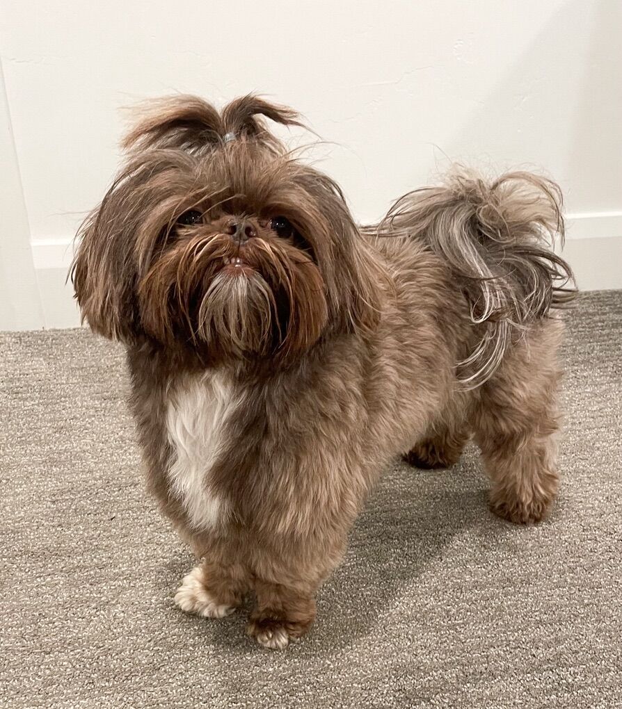 AKC Imperial Shih Tzu Male Available for Stud