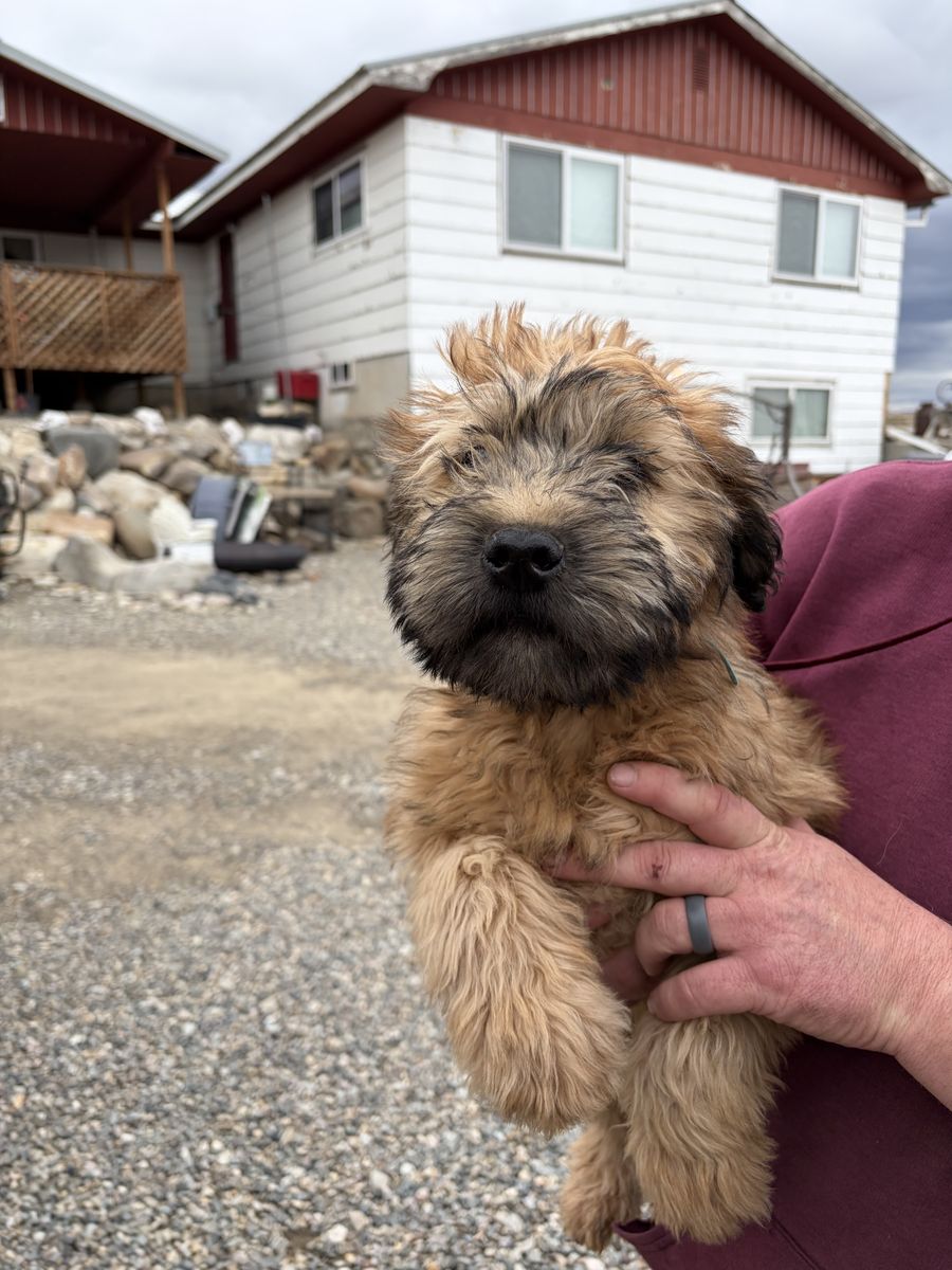 Soft Coated Wheaten Terrier