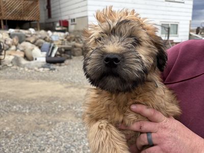 Soft Coated Wheaten Terrier