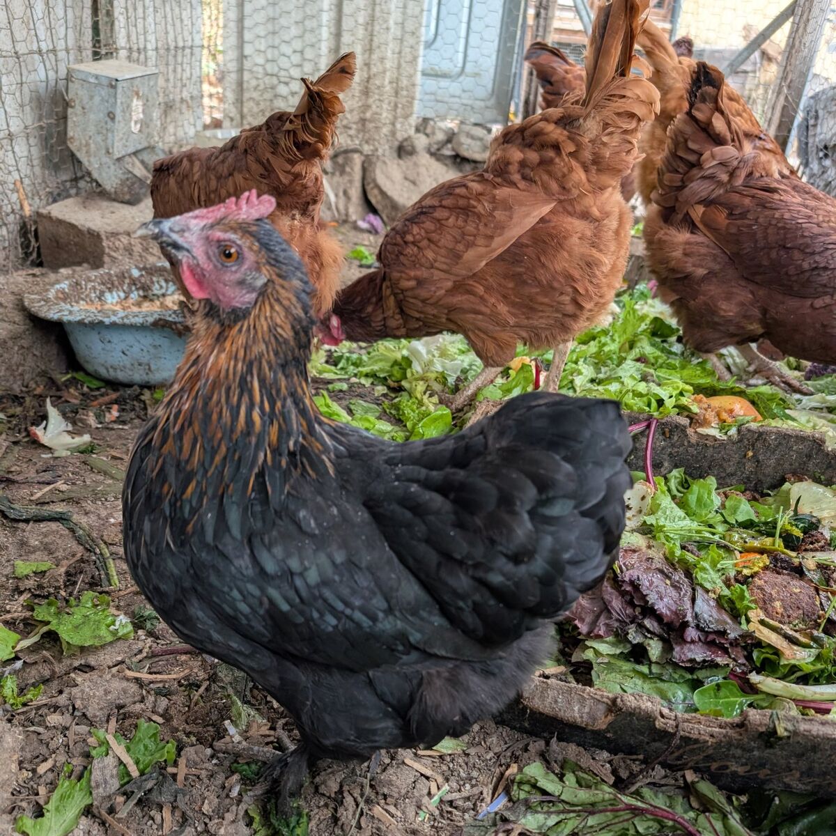 Young laying hens of various breeds