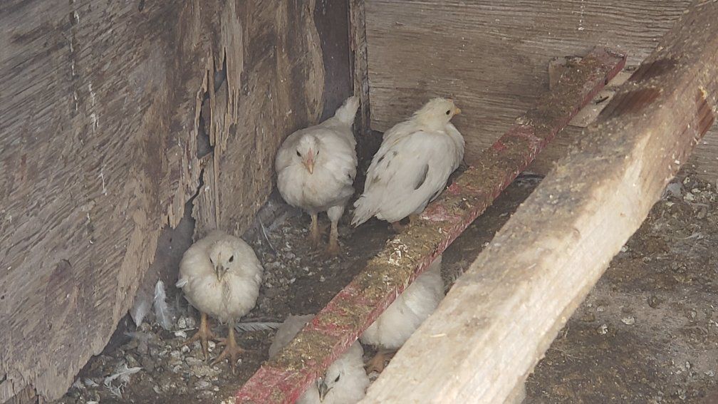 Free chicks and pullets.