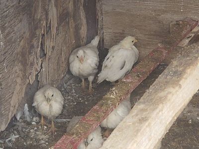 Free chicks and pullets.