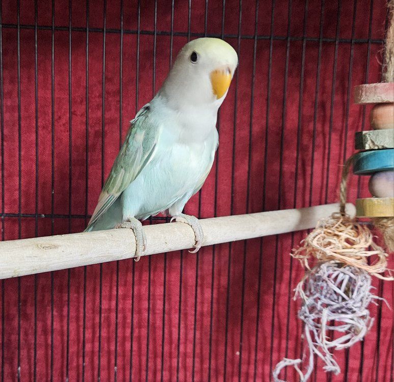Last Baby Pied Lovebird