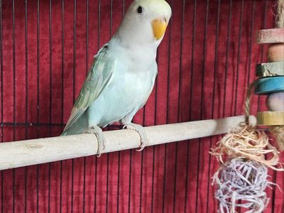 Last Baby Pied Lovebird