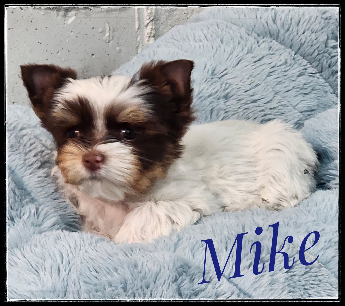 AKC Male Yorkie