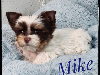 AKC Male Yorkie