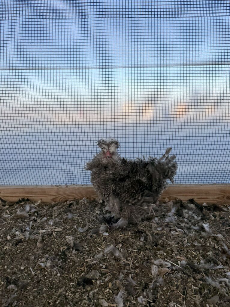 Frizzle cuckoo silkie cockerel