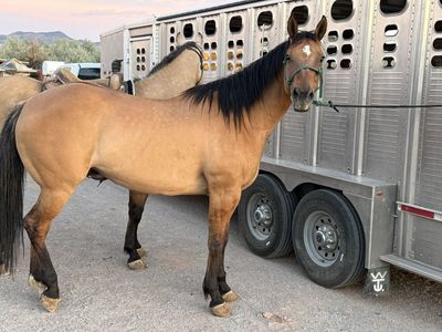 Very Nice Mountain Horse