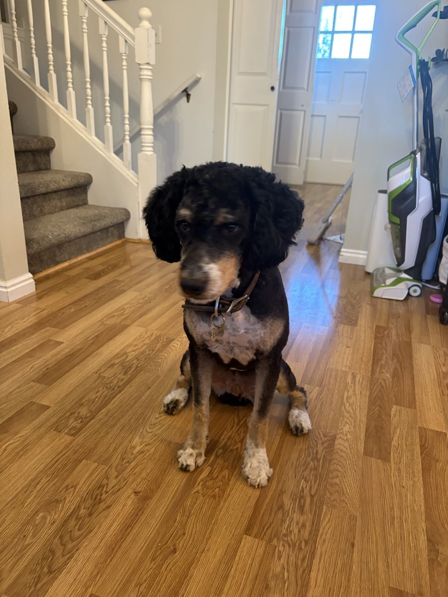 Tri colored Bernedoodle mix, male