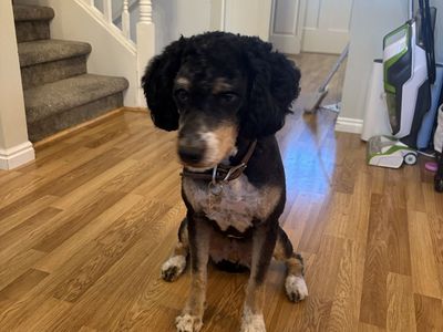 Tri colored Bernedoodle mix, male