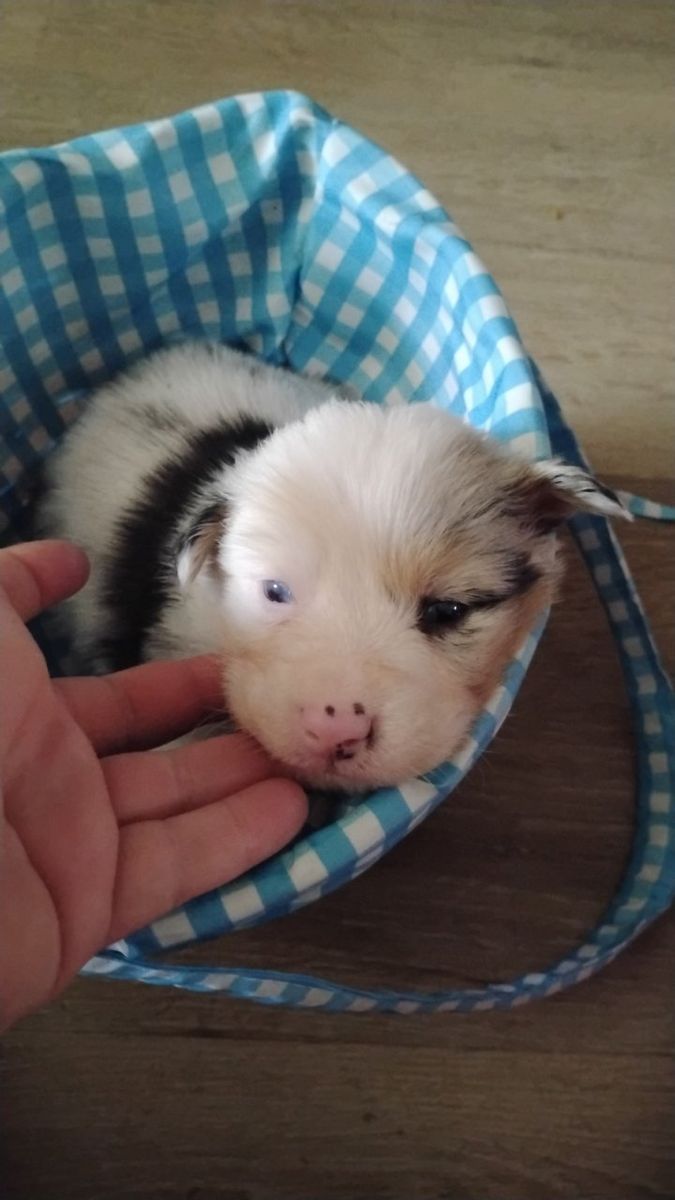 pure bred Australian Shepherd only one male left!