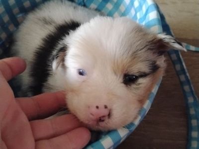 pure bred Australian Shepherd only one male left!