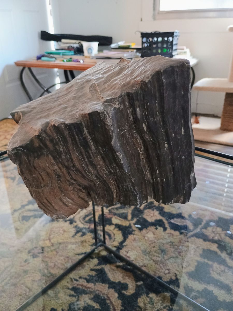 Petrified Wood for Cheap/Bargain