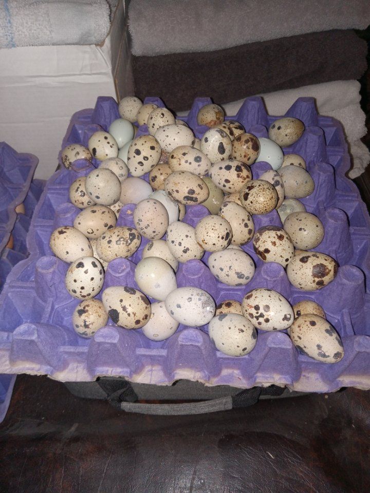 Fresh Cotornix Quail Eggs