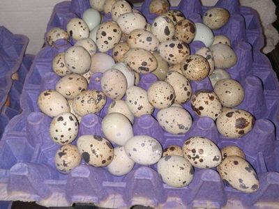 Fresh Cotornix Quail Eggs