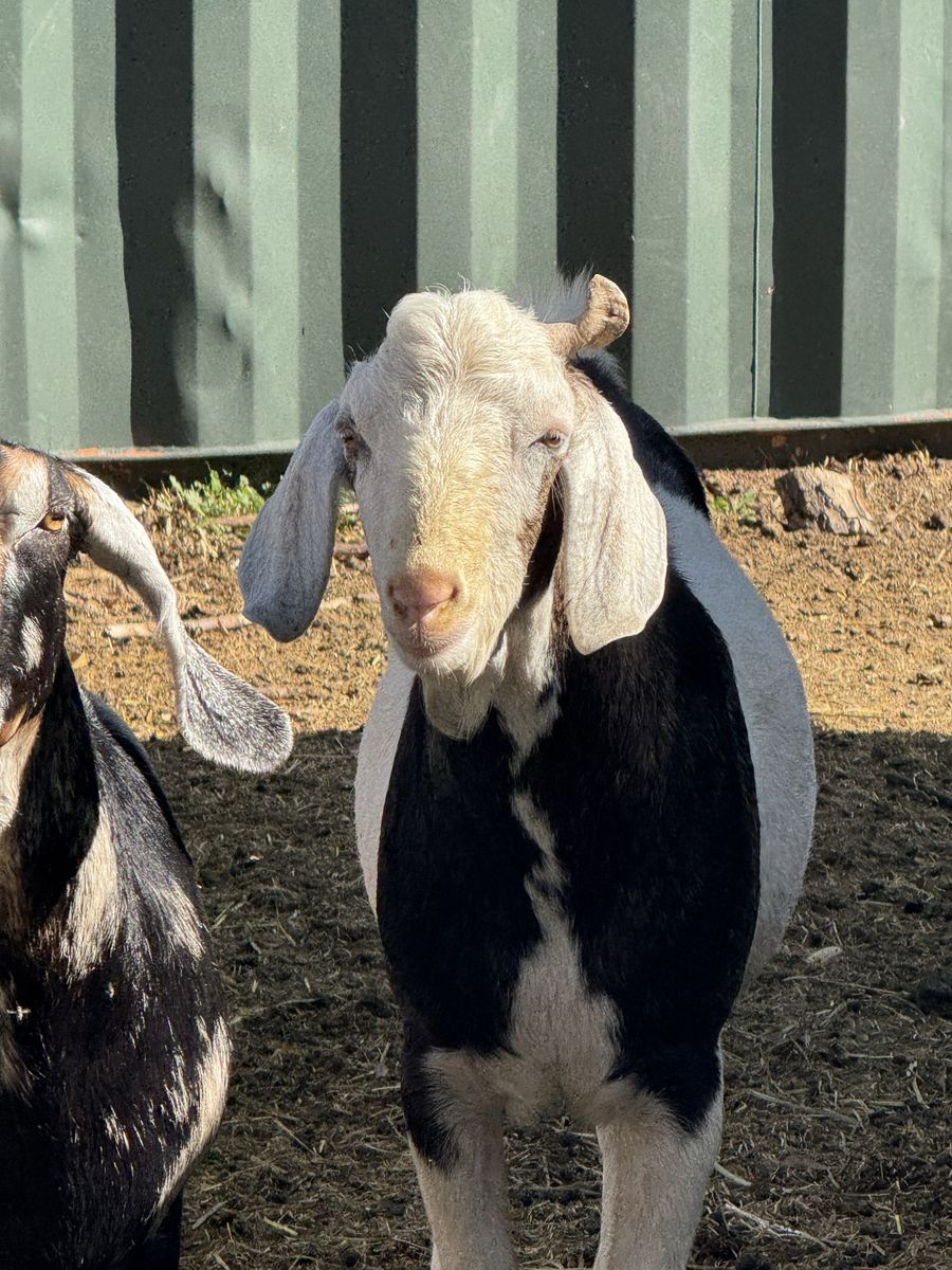 Nubian Male Goat