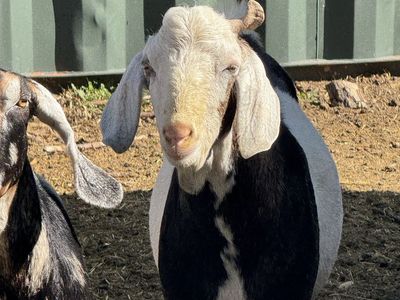 Nubian Male Goat