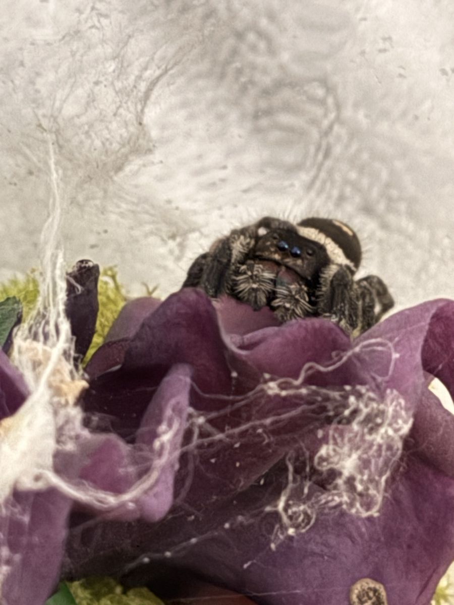 Female Regal Jumping Spider - Phidippus Regius