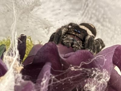 Female Regal Jumping Spider - Phidippus Regius