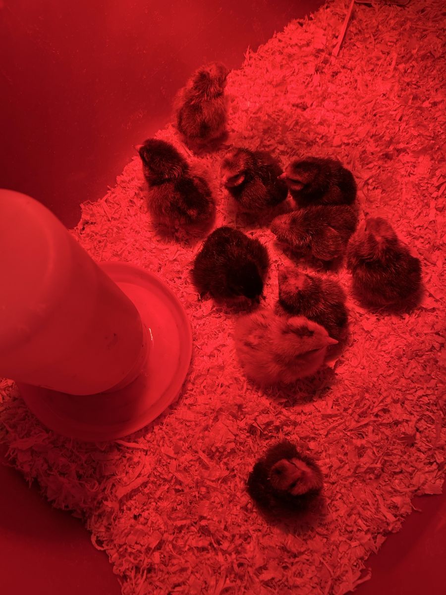 Olive Egger Chicks