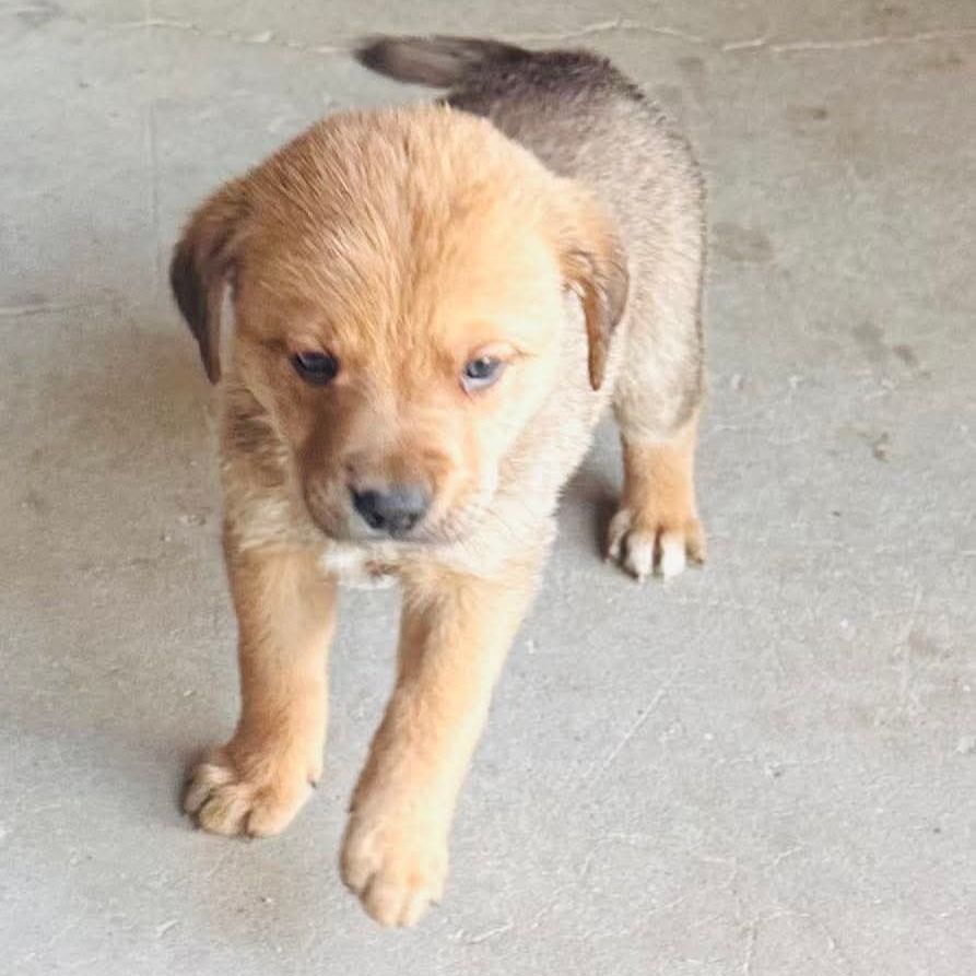Hello my name is Nala