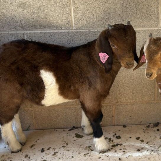 Male Boer Show Goat