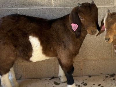 Male Boer Show Goat