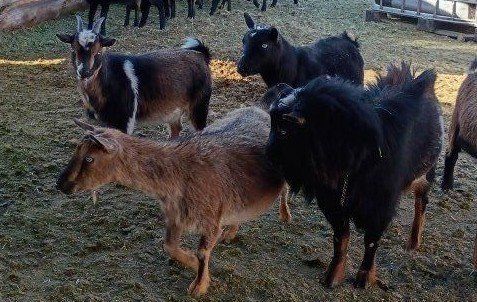 Nigerian goats