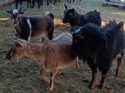 Nigerian goats