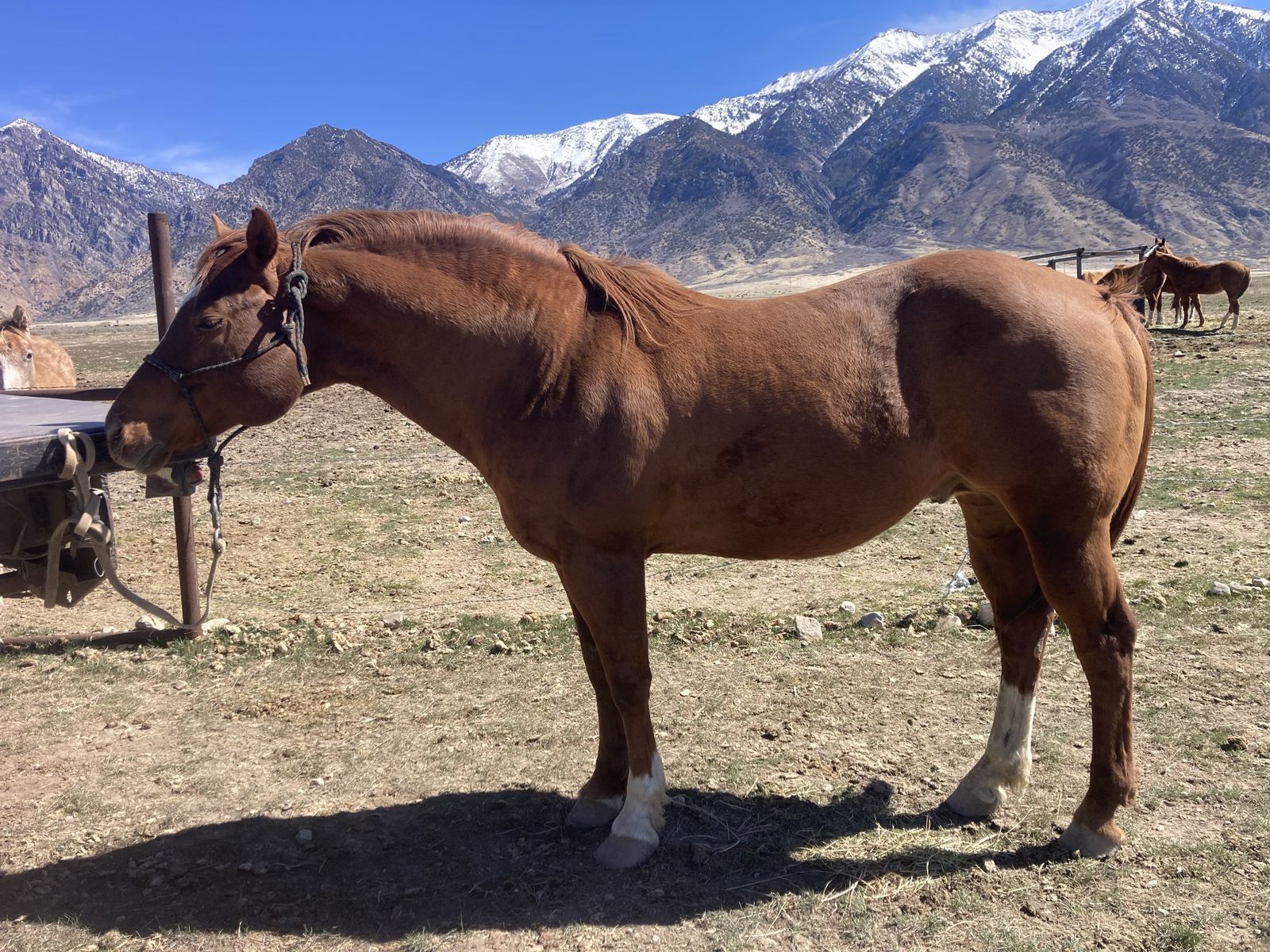 Great stud for sale