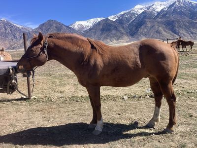 Great stud for sale